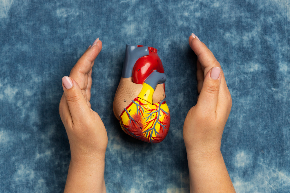 person-holding-anatomic-heart-model-educational-purpose